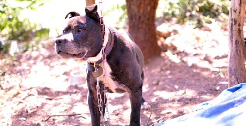 La storia di Mani, il cane che ha vissuto per 15 anni incatenato