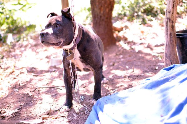 Mani, il cane incatenato 