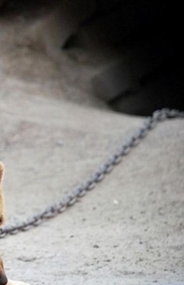 Mani, il cane incatenato