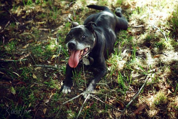 Mani, il cane incatenato