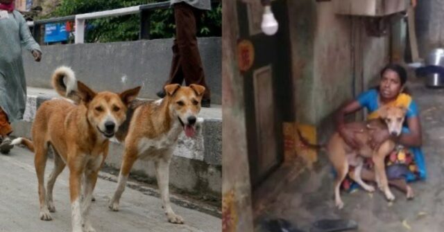 Meena rinuncia al cibo per i suoi cani