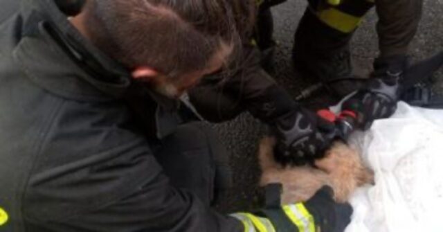 Roma vigili del fuoco salvano 10 cani