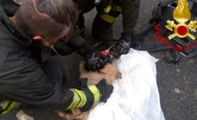 Roma vigili del fuoco salvano 10 cani