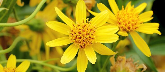 Arnica