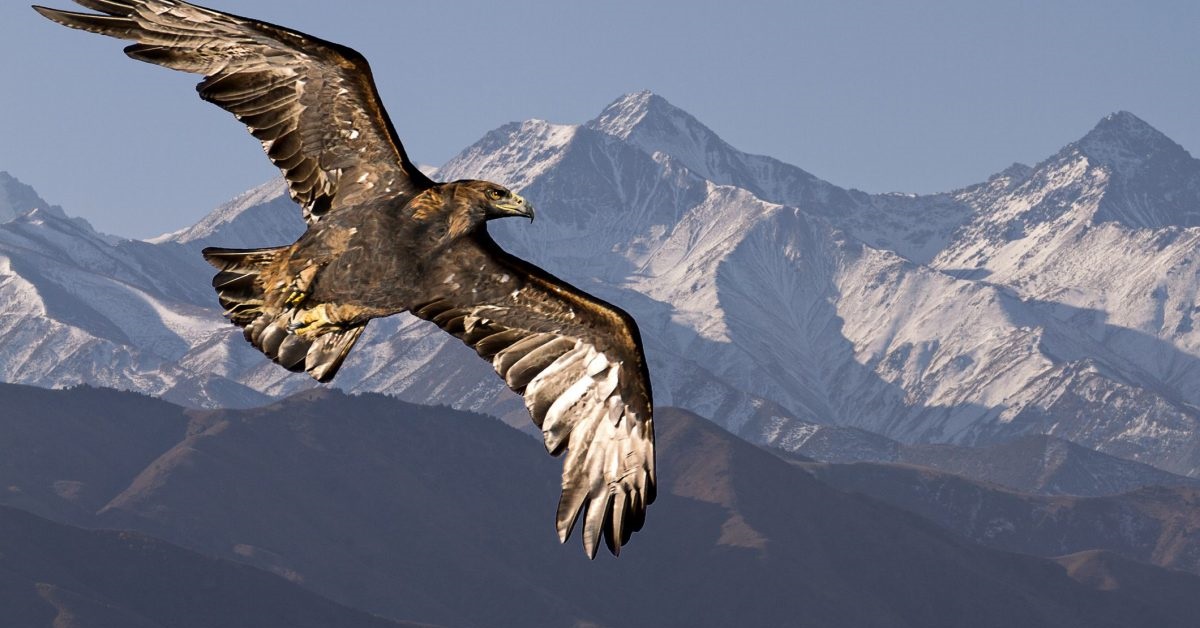 aquila in volo