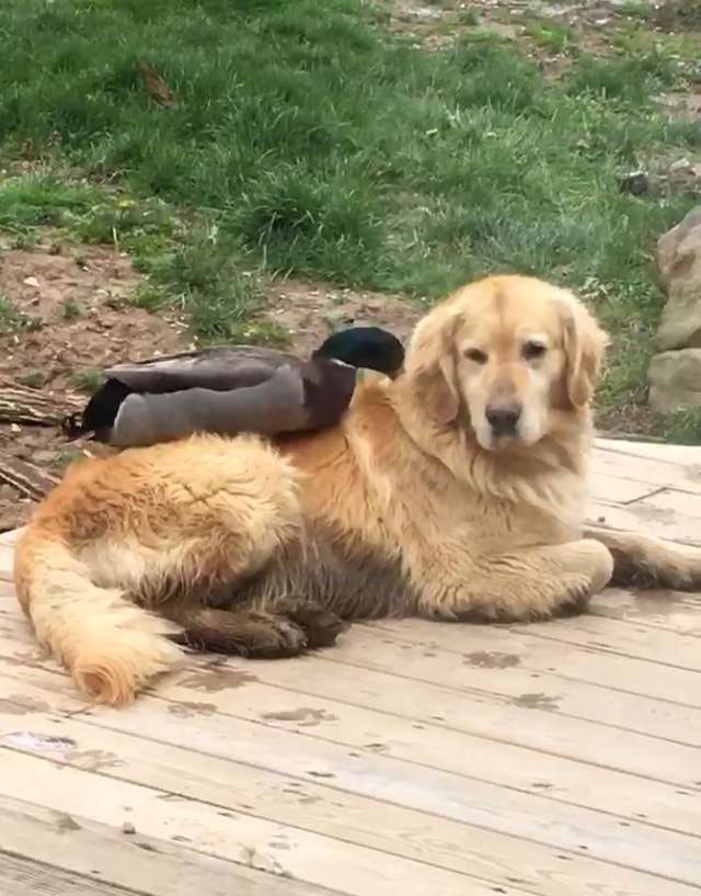 Il cane e l'anatra