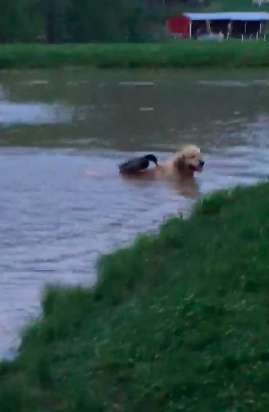 Il cane e l'anatra