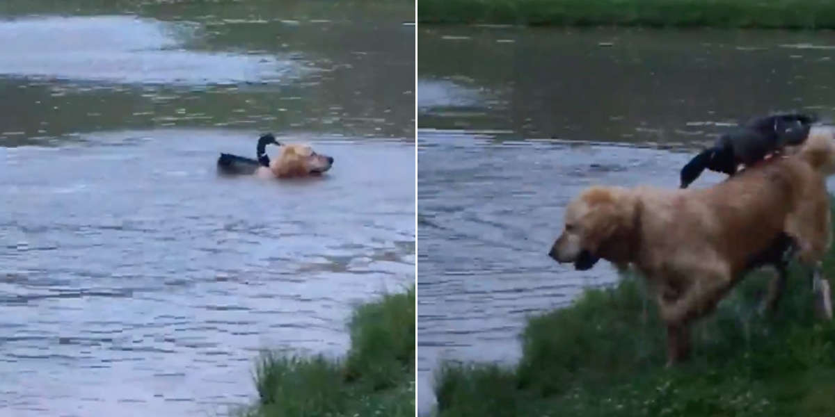 Il cane e l'anatra