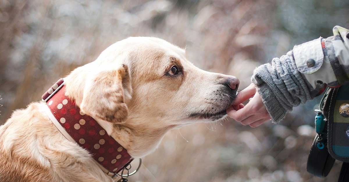 Bambina salva il cane randagio