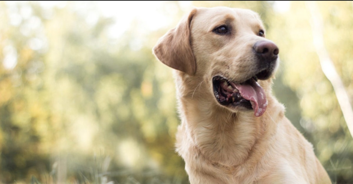 Pesaro, bambino di 4 anni attaccato dal cane di famiglia: è grave