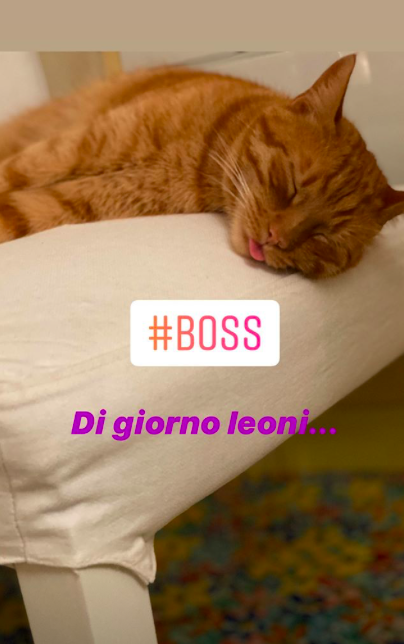 Boss gatto