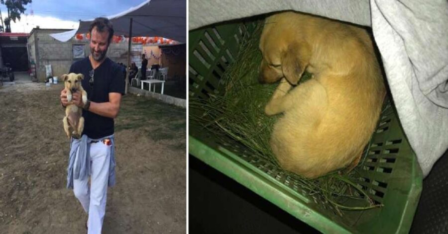 Cagnolina abbandonata chiede aiuto