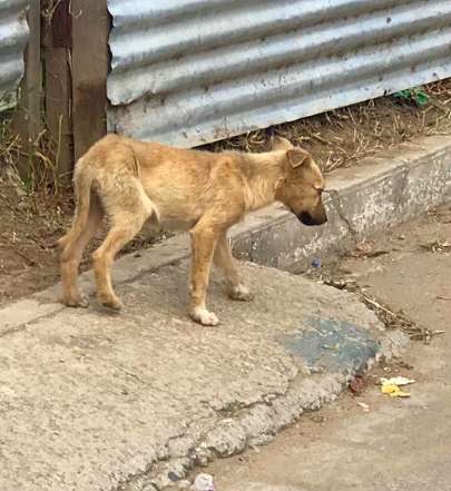 Chica la cagnolina abbandonata