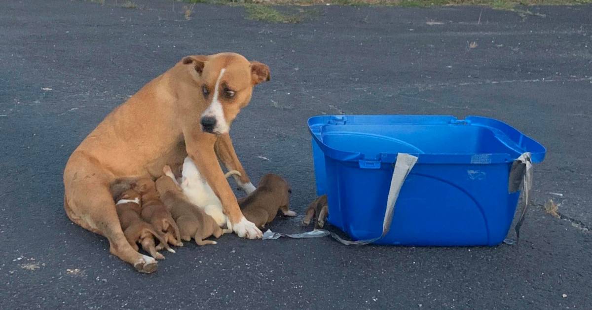 Il salvataggio di una cagnolina abbandonata con i suoi cuccioli (VIDEO)