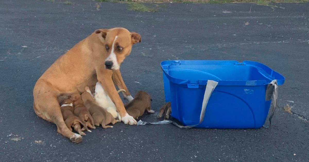 la cagnolina Dory e i suoi 9 cuccioli