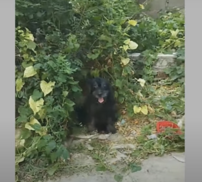 cagnolina abbandonata perché incinta 