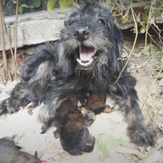 cagnolina abbandonata perché incinta 