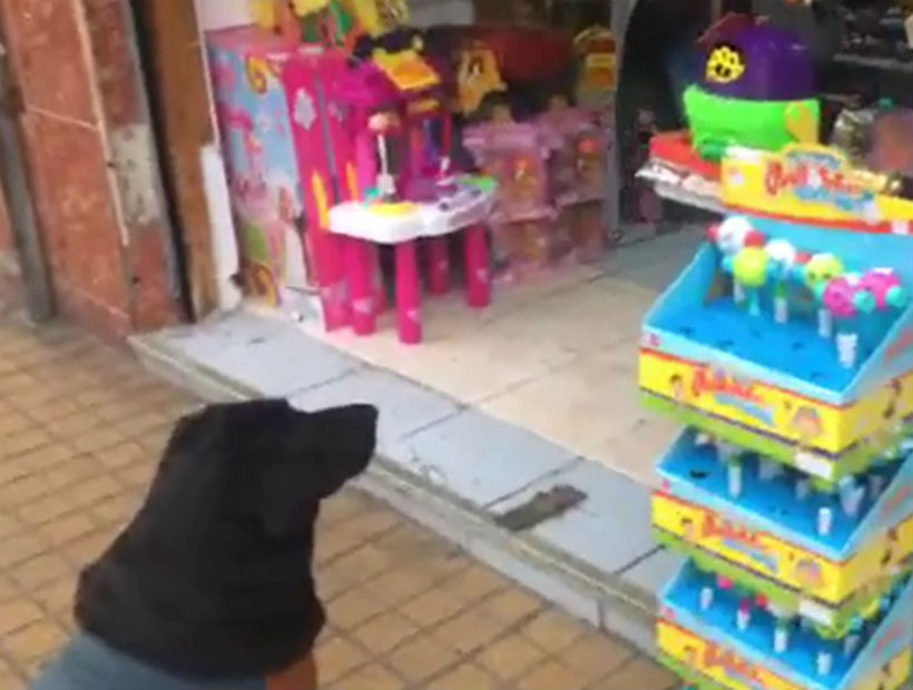 Cane di fronte a un negozio di giochi