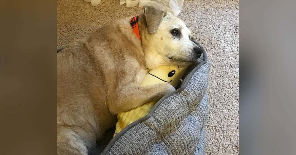 Cagnolina di 20 anni con la banana