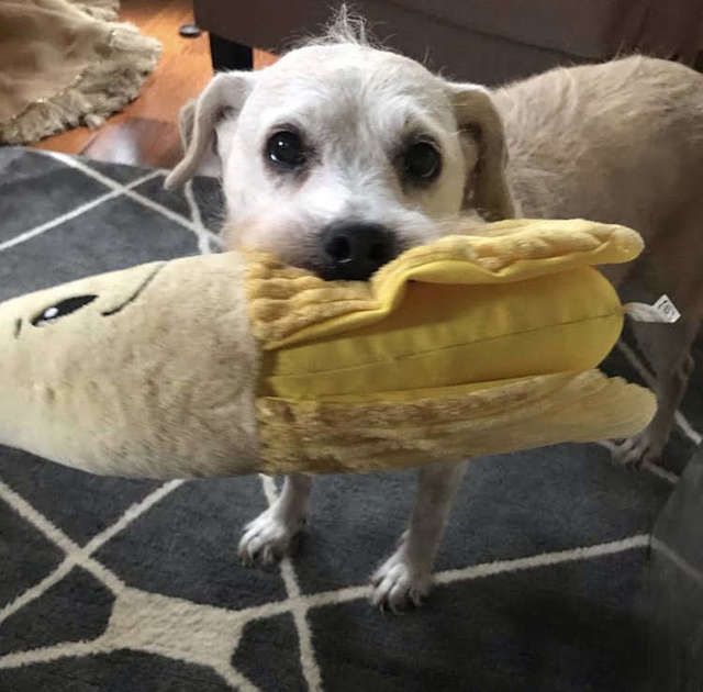 Tessa e la banana di peluche