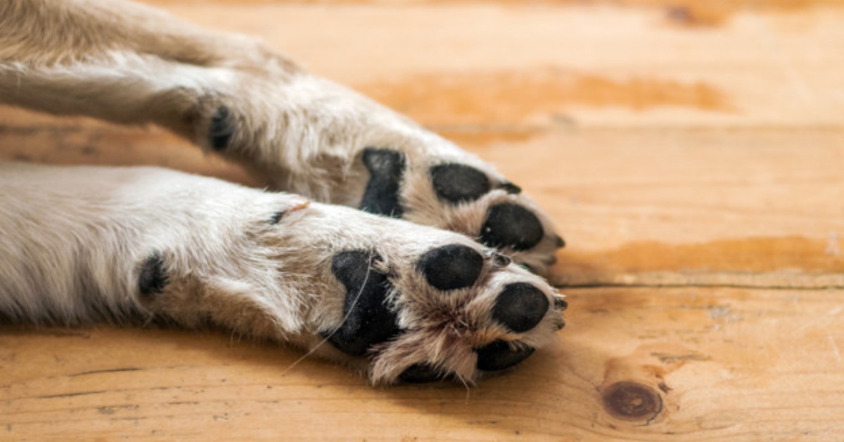 Genzano, cagnolino caduto dal quarto piano: morto sul colpo