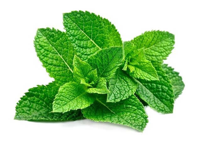Menta