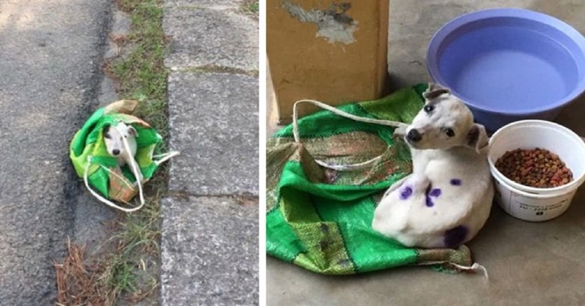 cane abbandonato dentro una busta 