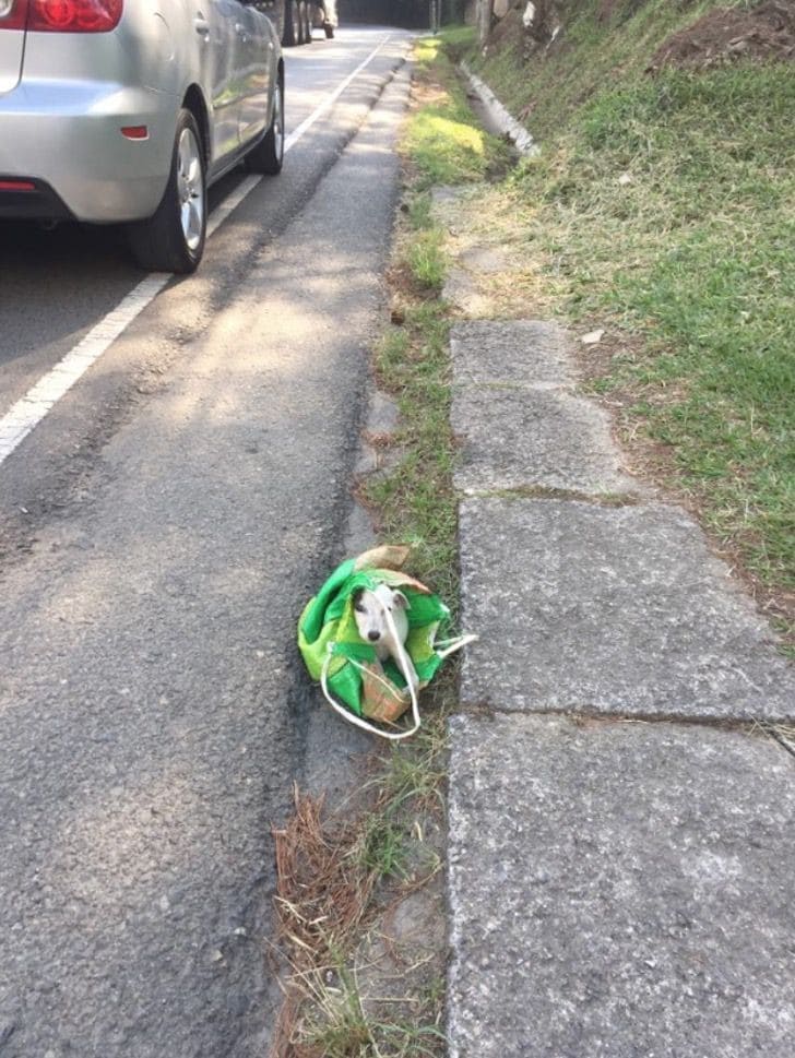 cane abbandonato dentro una busta 