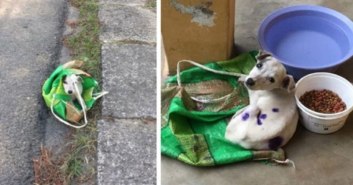 cane abbandonato dentro una busta 