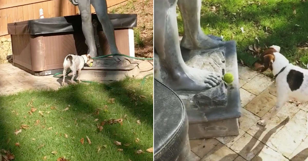 Cane vuole giocare a palla con la statua