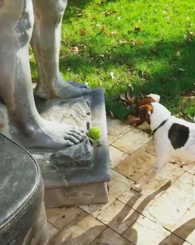 La pallina gialla del cane