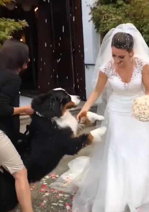 Bovaro del Bernese con la sposa