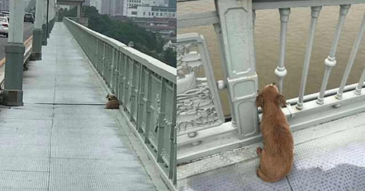 Uomo si getta da un ponte: il suo cane lo aspetta per giorni