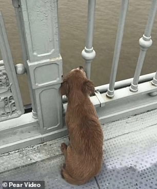 Cane aspetta sul ponte