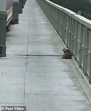 Cane aspetta sul ponte