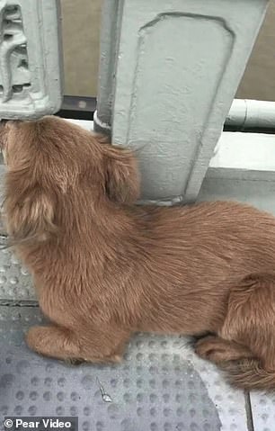 Cane aspetta sul ponte