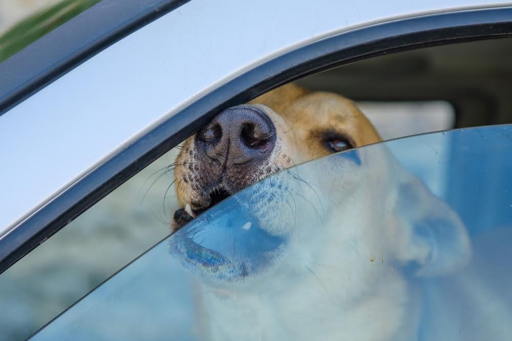 Lasciato cane chiuso in macchina