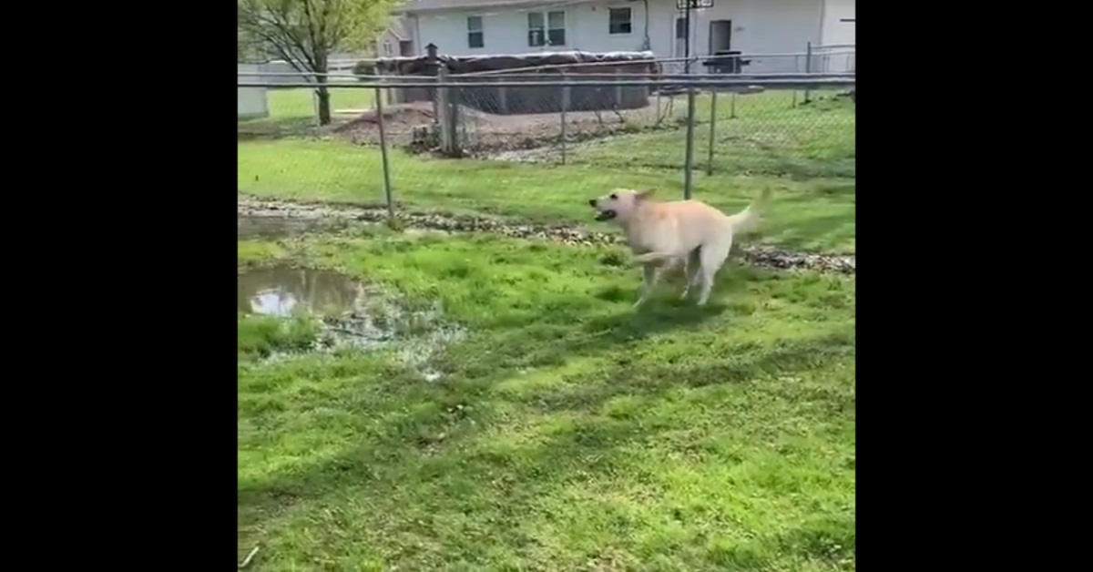 Cane cieco nella pozza d'acqua