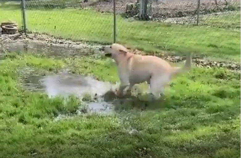 Labrador cieco nella pozza