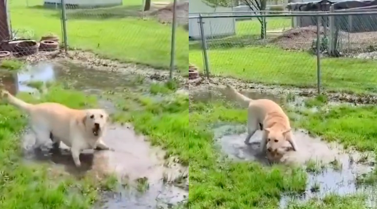 Labrador gioca nelle pozzanghere