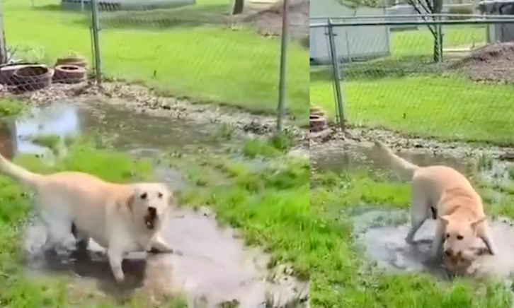 Cane gioca con l'acqua