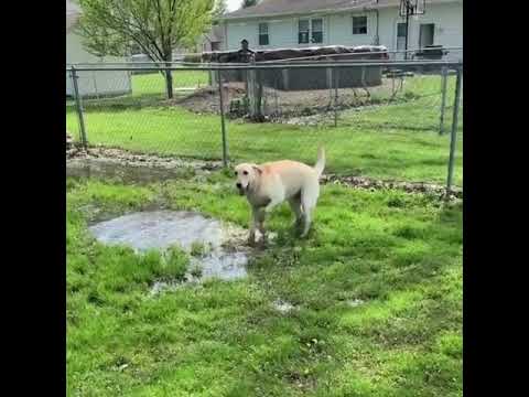 Cane non vedente nella pozza