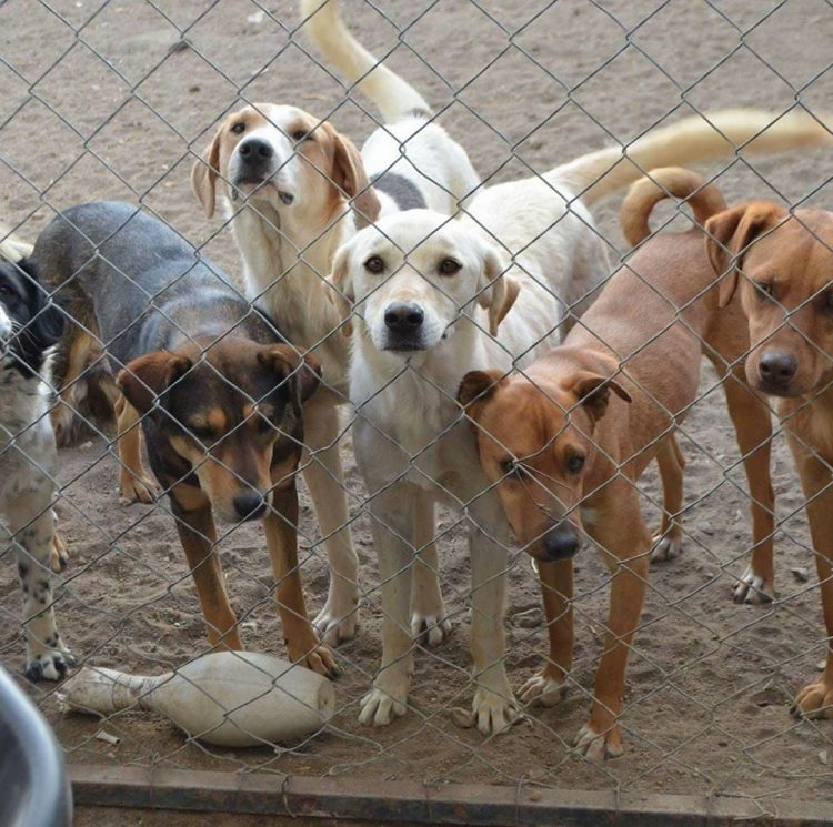 Cani nel rifugio