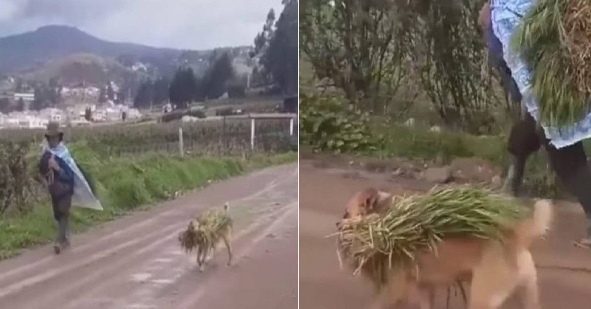 Cane fa il raccolto