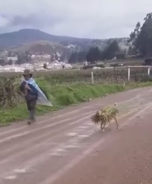 Il contadino e il cane