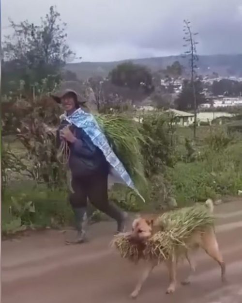 Cucciolo porta il raccolto in bocca