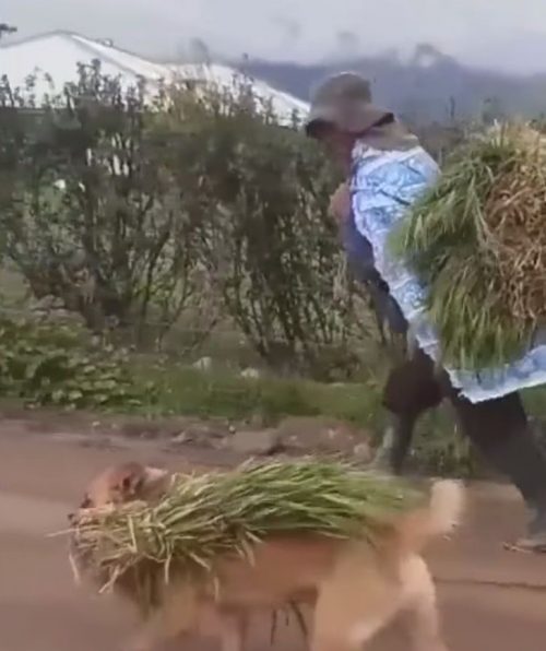 Cane con il raccolto in bocca