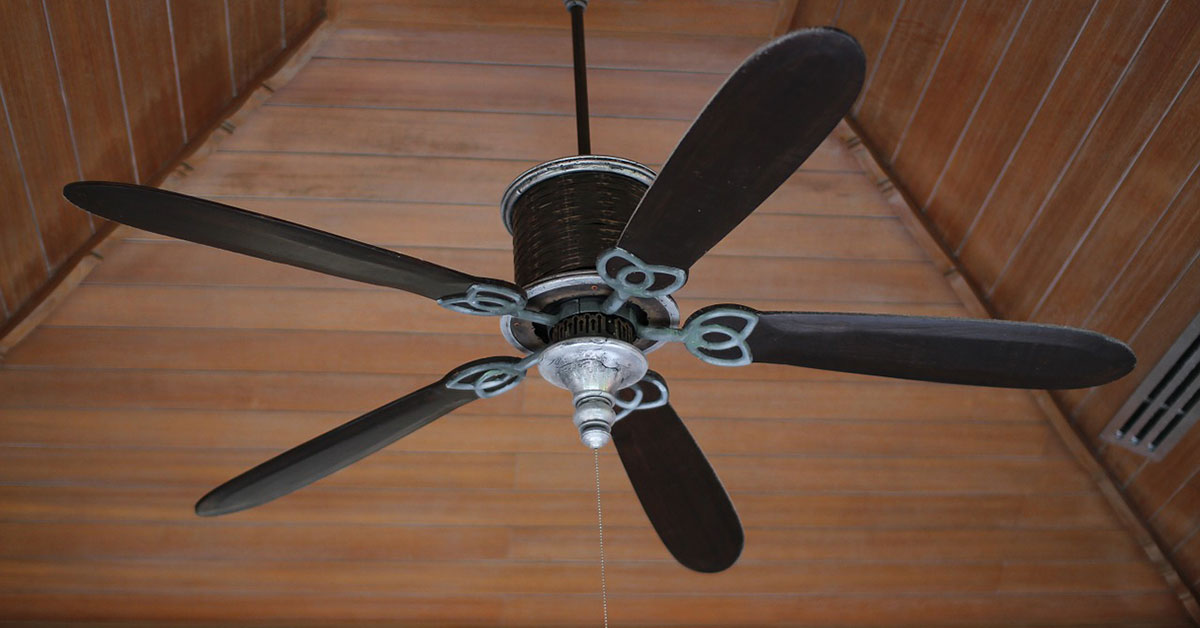 Cane felice con la carta igienica sul ventilatore a soffitto