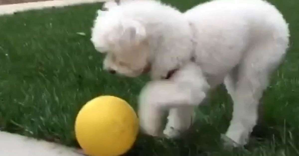 Cane gioca da solo a lanciare e prendere la pallina