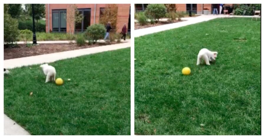 Il cane nel giardino dell'università